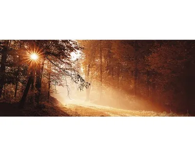 Produktbild von Glasbild Autumn Forest II 125x50 cm