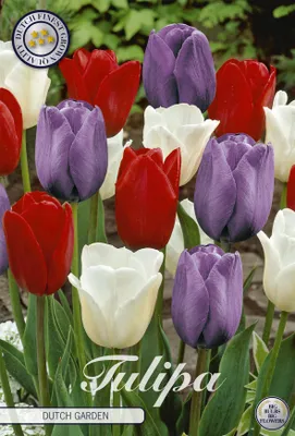 Artikelbild 2 von 'Tulpe Dutch Garden (10 Stück)' aus der Kategorie Tulpenzwiebeln