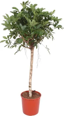 Produktbild von Famanu Schefflera Arboricola Compacta - 150 cm - ø34
