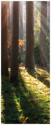 Produktbild von Wallario Wandbild aus Acryl, 125 x 50 cm, freischwebende Optik - Sonnenstrahlen im Herbstwald