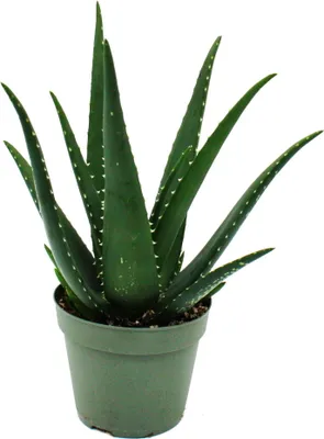 Obrázok produktu pre Aloe MEDIVERA Equator - Nová odroda Aloe vera - 14 cm kvetiná? - výška cca 30 cm