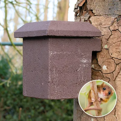 Produktbild von CJ Wildlife Nistkasten Haselmaus - ovaler Eingang 41×16 mm - WoodStone/Holz ( 100%) - Braun - für Montage an Baumstamm bis 1,5 m