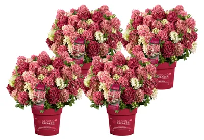 Produktbild von Dehner Bodendecker-Rispenhortensie Groundbreaker® Ruby™, 4er Set, weiße bis zartrosa / dunkelrote Blüten, je ca. 20-30 cm exkl. Pflanztopf, je 1.5 l Topf, Zierstrauch