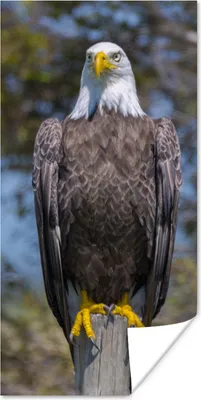 Produktbild von MuchoWow® Poster Ein Weißkopfseeadler sitzt auf einem Holzpfahl 80x160 cm - Kinderzimmer