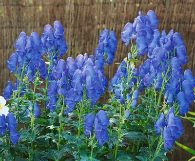 Produktbild von Aconitum x cammarum 'Blue Lagoon', Eisenhut, blau, ca. 11x11 cm Topf