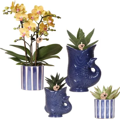 Obrázek produktu pro Sada s orchidejí Lima a sukulenty – v keramických květináčích o průměru 9 cm a 6 cm – kvetoucí pokojová rostlina se sukulenty – dekorativní sada rostlin