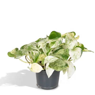 Produktbild von Epipremnum Happy Leaf Ø12Cm - ↕15Cm