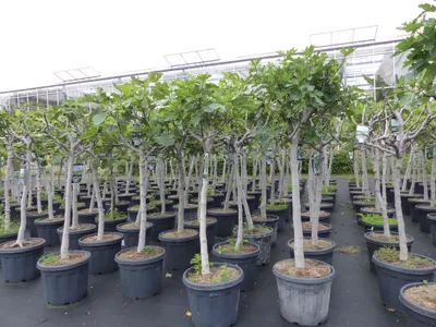 Produktbild von Feigenbaum 180 cm Stammumfang 14 - 20 cm, winterhart, kräftiger Stamm, Ficus Carica, Feige, Obst