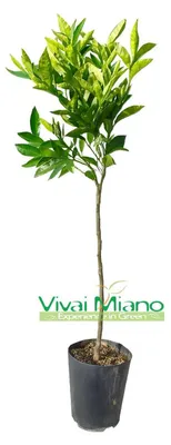 Productafbeelding van Clementine Tangelo Nova plant
