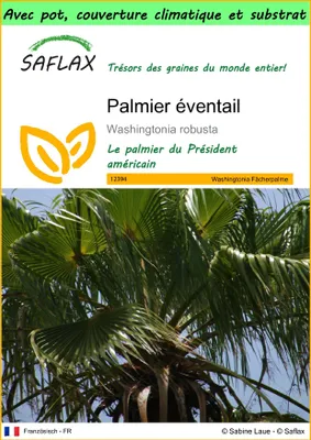 Image de SAFLAX Garden to go - Palmier éventail - 12 graines - Washingtonia