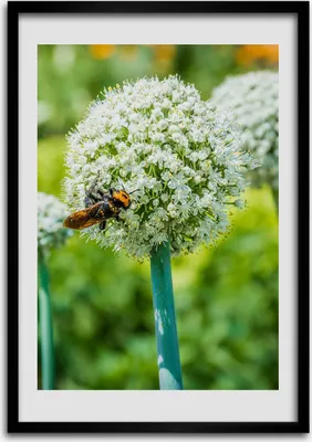 Produktbild von Bild - Bilderrahmen - 50 cm x 70 cm - MDF - Rahmen - Wandkunst Knoblauch Blumen