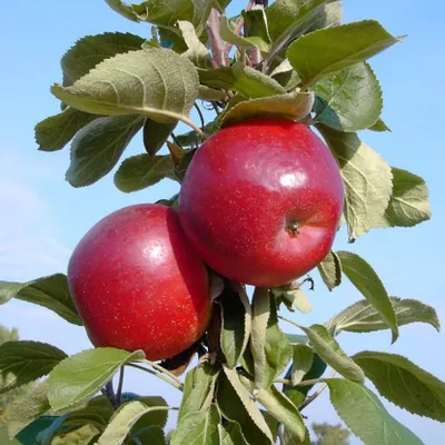 Produktbild von Red River ® Säulenapfel Apfelbaum mehrfachresistent ca. 70-80 cm 7,5 L MM111