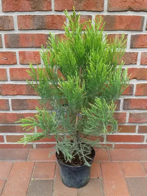 Produktbild von Sequoidendron giganteum – Bergmammutbaum, Riesenmammutbaum, Gesamthohe: 70-80 cm