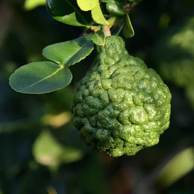 Immagine prodotto di Djeroek Poeroet (Citrus hystrix) - 5 pezzi