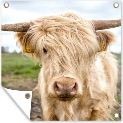Produktbild von MuchoWow® 100x100 cm Outdoor-Poster Gartendeko Sichtschutz Garten Poster für den Garten  Schottische Highlander - Licht - Landschaft