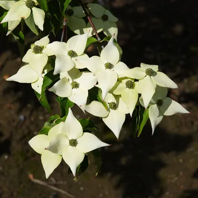 Produktbild von Japanischer Hartriegel  - Cornus kousa 'Milky Way'  | 50-60 cm in Container