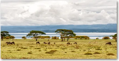 Produktbild von Tulup® Leinwandbild - 140x70 cm - Wandkunst - Drucke auf Leinwand - Leinwanddruck  - Landschaften - Grün - Naivasha See