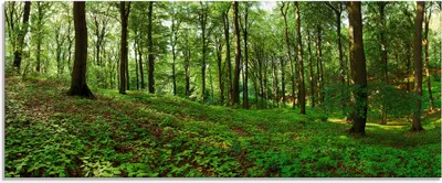 Produktbild von ARTland Glasbild Panorama von einem grünen Sommerwald Größe: 125x50 cm