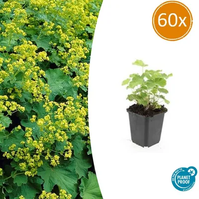 Immagine prodotto di Alchemilla - Alchemilla mollis - Pianta perenne - vaso da 9 cm - confezione da 60 piante