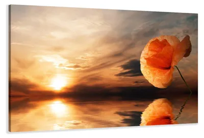 Produktbild von 5022 Mohnblüte Sonnenuntergang Leinwandbild 120x80 cm