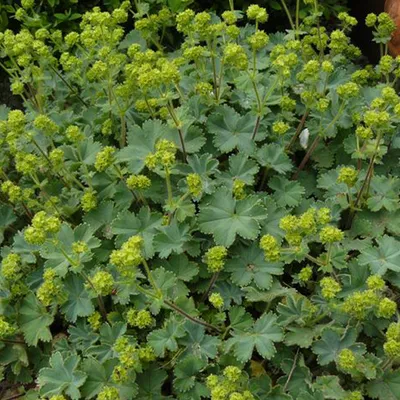 Obrázok produktu pre 6 x trpasličí plášťovník - Alchemilla erythropoda | kvetináč 9cm x 9cm
