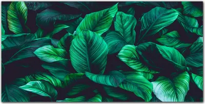 Produktbild von Coloray Bild aus Acryl 140 cm x 70 cm - Gehärtetes Acryl Bild auf Acrylglas Küche Wohnzimmer Wanddekoration Dekoration - Blume Pflanze Blätter