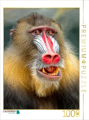 Produktbild von CALVENDO Puzzle Affe | 1000 Teile Lege-Größe 64 × 48 cm Foto-Puzzle für glückliche Stunden