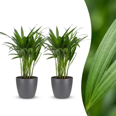 Produktbild von Green boutiQ - Areca Lutescens - Goldfruchtpalme - 2 Pflanzen - met Potter Grijs - Pot 12cm - Hoogte - 45cm