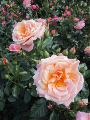 Produktbild von Rosa Peach Melba - Kletterrose Peach Melba - Kordes Rose - ADR Rose