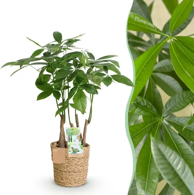 Produktbild von Green boutiQ - Zimmerpflanzen - Pachira Aquatica Mehrstamm - Geldbaum - Wenig Pflege - mit Korb - Grün - 1 Pflanze - Topf 17cm - Höhe 50-55cm
