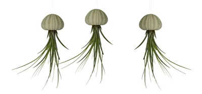 Produktbild von Seeigelgehäuse urchin mit grüner Tillandsie 3er Set