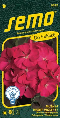 Obrázek produktu pro Semo Pelargonie páskatá - Night Violet F1 11s