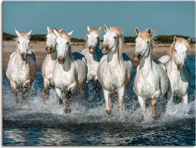 Produktbild von ARTland Leinwandbild Camargue Pferde galoppieren am Strand Größe: 80x60 cm