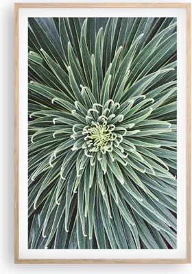 Produktbild von Gerahmtes Poster - Rahmen in heller Eiche - Agave Grün Pflanze - 61x91,5 cm - Wand Bild - Wanddeko - Wandbilder - Kunstposter - Wandposter - Bilderrahmen - Bilder - Kunstdruck - P2NPA61x91-4905