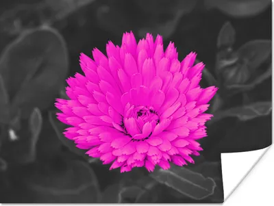 Produktbild von MuchoWow® Poster Blumen - Aquarell - Rosa 160x120 cm - Foto Plakat