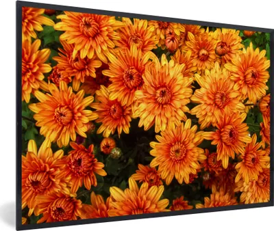 Produktbild von MuchoWow® Gerahmtes Poster Blumen - Orange - Chrysantheme 60x40 cm - Poster mit Schwarzem Bilderrahmen Wandposter Rahmen Foto Bilder - Printing - Wanddeko Schlafzimmer