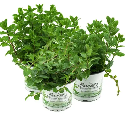 Produktbild von Enseleits Kräuter - Set Minze - Klassik,Pfefferminze,Marokkanische Minze,Orangenminze