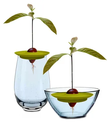 Produktbild von Avocado Kit | zur Anzucht von Avocadopflanzen | freischwimmend | 15 cm Ø x 1,8 cm | Sommergrün