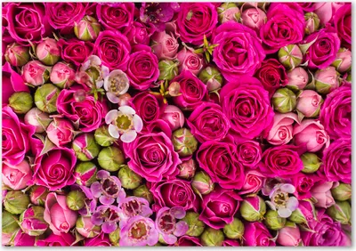 Produktbild von Tulup® Glas-Bild - 100 x 70 - Wandbild aus Glas - Wandkunst - Wandbild hinter gehärtetem Sicherheitsglas - Blumen & Pflanzen - Rosen - Rosa