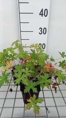 Image de 6 x Geranium oxon. 'Rose Clair' - Storchenschnabel - Topf 9 x 9 cm