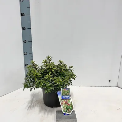 Obrázok produktu pre Pieris jap. Little Goldy ('Opstal 65'PBR) – zvonček | 20–25 cm v črepníku