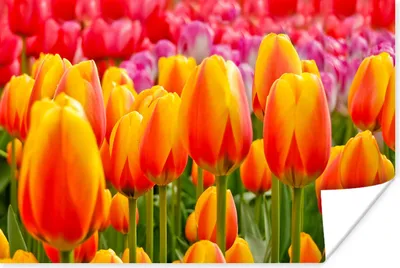 Produktbild von MuchoWow® Poster Orangene Tulpen im Keukenhof in den Niederlanden 60x40 cm - Schlafzimmerdekoration
