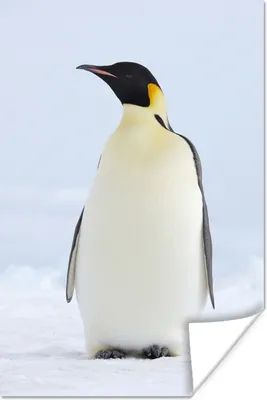 Produktbild von MuchoWow® Poster Kaiserpinguin 20x30 cm - Papierdruck