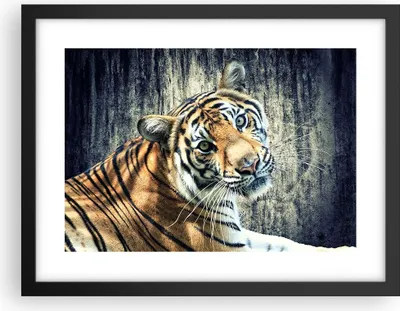 Produktbild von Gerahmtes Poster - Schwarzer Rahmen - Indien stein tiger wild - 40x30 cm - Wand Bild - Wanddeko - Wandbilder - Wandposter - Bilderrahmen - Bilder - Kunstdruck - Wandbild - P2BAA40x30-2464