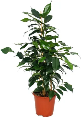 Obrázok produktu pre Ficus benjamini "Danielle", Brezový figovník 14cm