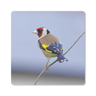 Produktbild von MuchoWow® Mauspad Mousepad Mehrere Farben auf der Rückseite eines Putters 20x20 cm - Mousepads - Maus Mat - Pad - Mausunterlage - Desk Mat - Bureauartikeln
