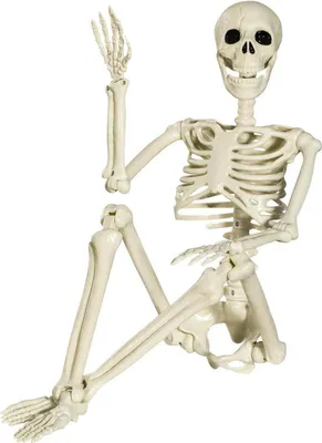 Produktbild von Halloween Skelett 90cm Ganzkörper Dekoration bewegliche Gelenke