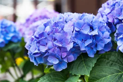 Produktbild von Hydrangea macrophylla 'Early Blue', Bauernhortensie, blau, 30–40 cm
