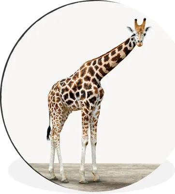 Produktbild von MuchoWow® Aluminium Wandkreis Tier - Giraffe - Weiß Ø 30 cm Wanddeko Modern Wohnzimmer - Wand Bild - Wohnzimmer - Runde Bilder - Alubilder - Kunst für zu Hause - Aluminium - Wanddekoration
