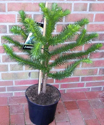 Produktbild von Affenbaum Araucaria araucana 60–70 cm – winterharte Andentanne, immergrüne Konifere, außergewöhnlicher Gartenbaum